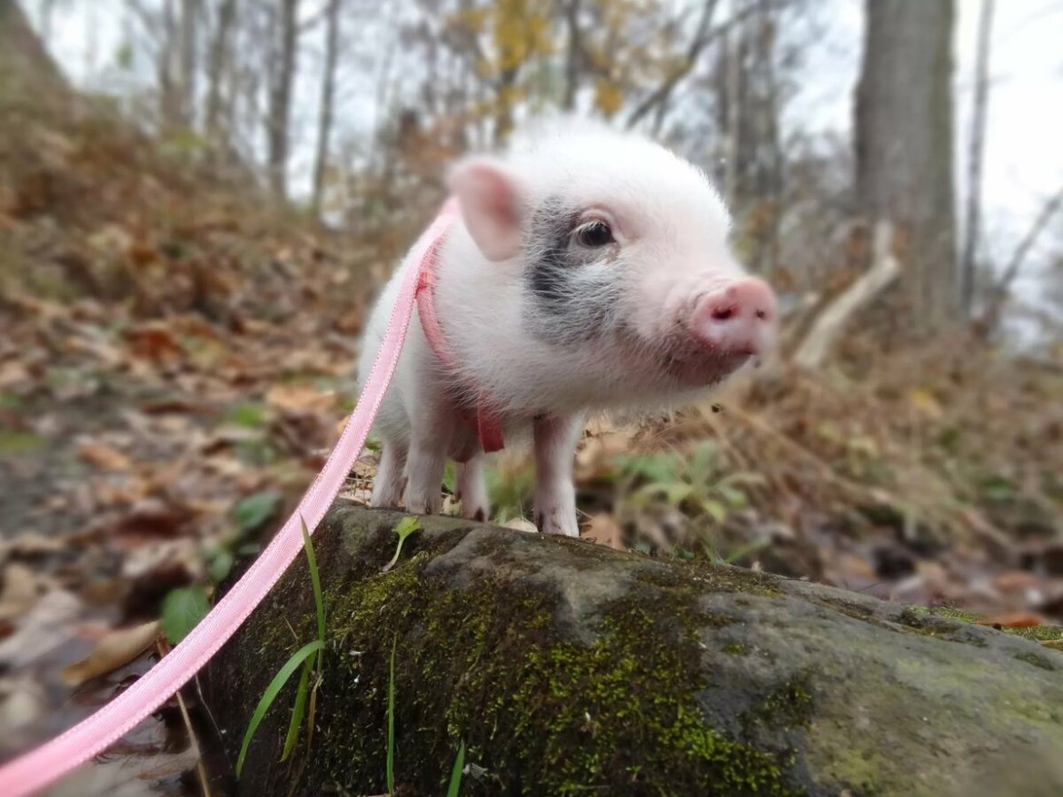 mini-piggy